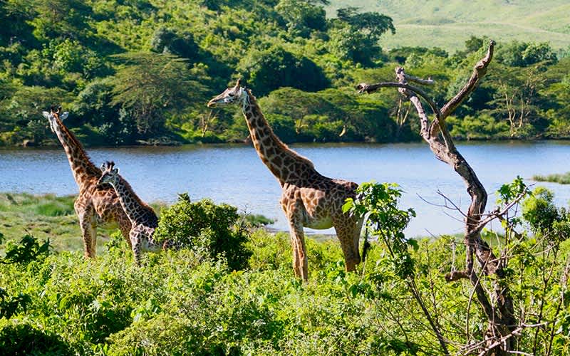 Kilimanjaro Milli Parkı